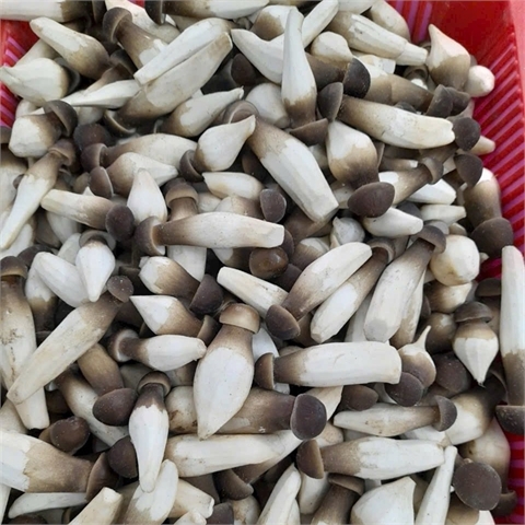 Nấm mối đen