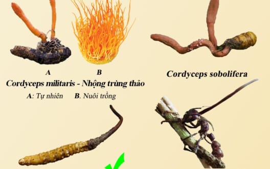 đông trùng hạ thảo Cordyceps sinensis dược phẩm quý giá