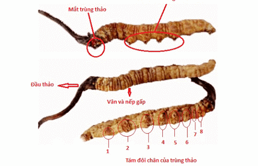 Mẹo phân biệt đông trùng hạ thảo thật, giả