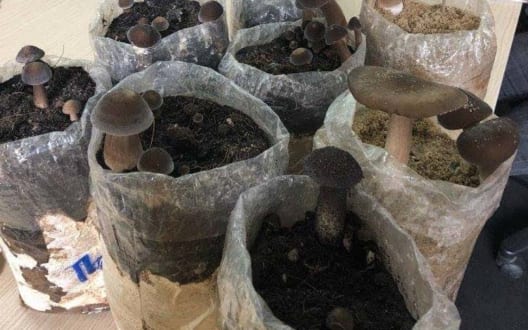 Kỹ thuật trồng nấm mối đen - phương pháp trồng rất dễ tại nhà