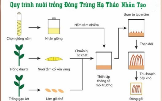 Hướng dẫn trồng đông trùng hạ thảo dễ dàng