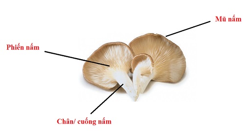 Giá trị dinh dưỡng của nấm bào ngư